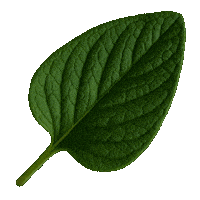 Flourishing Design Center Sticker by DTI Design Center of the Philippines