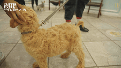National Geographic Vet GIF by Nat Geo Wild