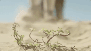 everything beautiful is far away plant GIF by The Orchard Films