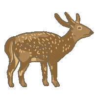 Philippines Deer Sticker