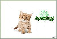CuteAnimations  GIF
