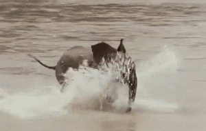 Wildlife gif. A baby elephant's ears flap as it scampers through water that splashes in its face.