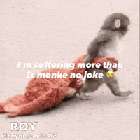 Japan Monkey GIF
