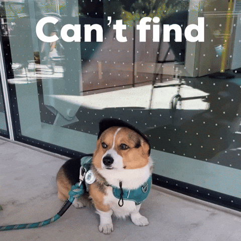 Corgi Milo GIF