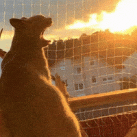 Kitten Dragon GIF