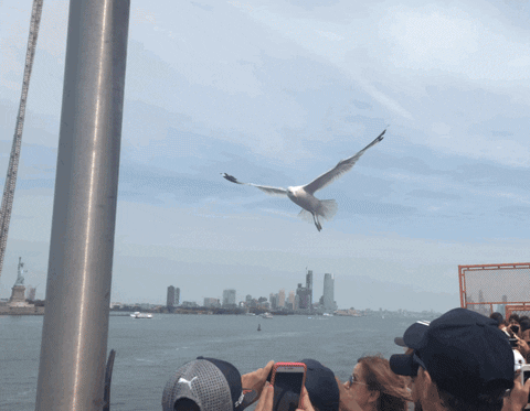 BlkWomenLoveDogs giphyupload bird nyc seagull GIF