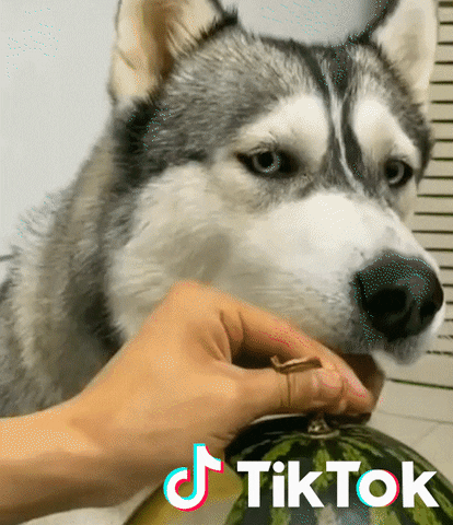 Dog Chien GIF by TikTok France