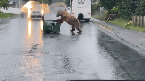 Trash Bears GIF by Storyful