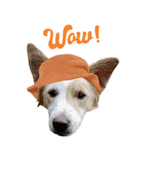 agriturismolarinaldina dog wow animals amazing Sticker