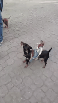 dogs horses GIF