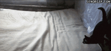 cat wtf GIF by Cheezburger