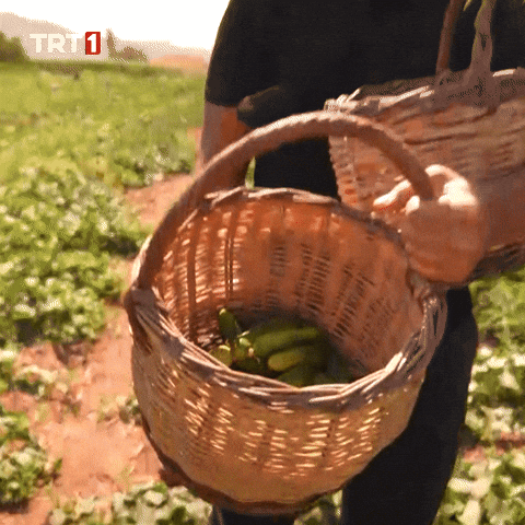 Look Eat GIF by TRT