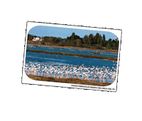 parcodeltapo nature bird bike duck Sticker