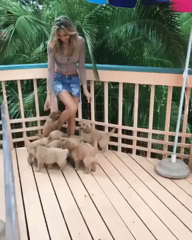 Video gif. Group of adorable golden retriever puppies gather around a woman’s feet. As she skips away, they begin to run after her playfully.