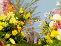 Best Friends Cats GIF by Best Friends Animal Society