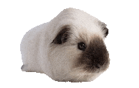 Guinea Pig Love Sticker