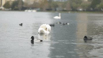 Like Father Like Son Water GIF by City of Orlando