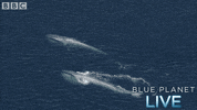 bbc one blue planet 2 GIF by BBC