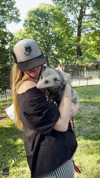 'Sweetest Little Munchkin': Rescued Possum Attracts New Yorkers at Manhattan Park