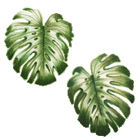 Monstera Sticker by BHAVA