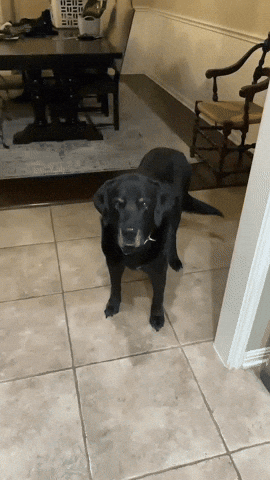 Baileythedog GIF