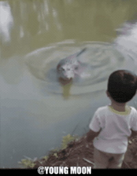 Funny Animals Crocodile GIF