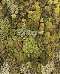trippy aerial view tree tops GIF