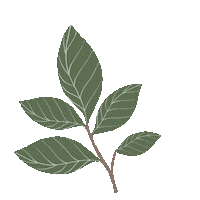 Leaves Leaf Sticker