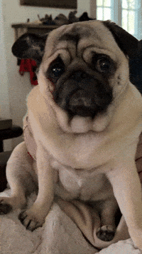FrankieDoesNY tired wink pug cheeky GIF
