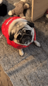 FrankieDoesNY pug unhappy guilty regret GIF