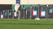 Dog Running GIF by American Kennel Club