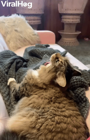 Cat's Tongue Repeatedly Caught on Blankets