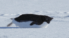 Penguin Slide GIF