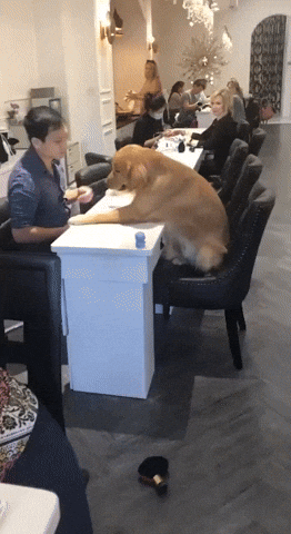 cuteanimalland giphyupload GIF