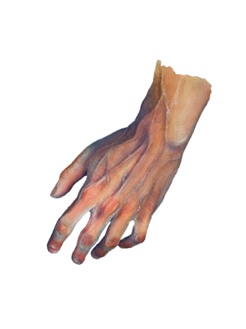 ninaiart hand watercolor pointer veins Sticker