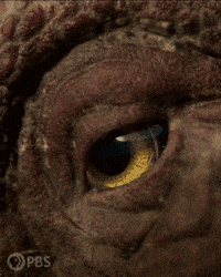 Walking With Dinosaurs Dinosaur GIF by PBS