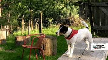 Turning Tiere Bis Unters Dach GIF by SWR Kindernetz