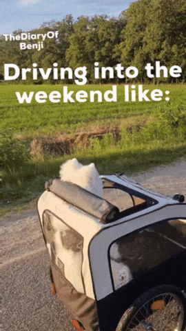 Friday Driving GIF