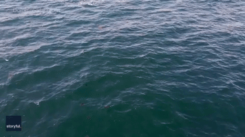 False Killer Whales Spotted Off California Coast