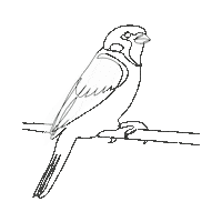 Bird Vogel Sticker by Kees Smit Tuinmeubelen