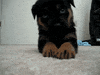 german shepherd love GIF