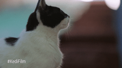 Youtube Red Cat GIF by YouTube Originals