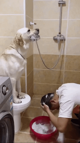 cuteanimalland giphyupload GIF