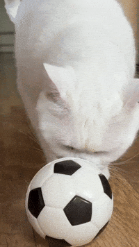 Cat Lyle GIF