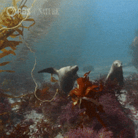 Close Up Swimming GIF by Nature on PBS