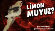 Muhamed9011 GIF