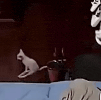Scared Cat GIF by Respective