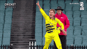 cricketcomau celebration australia cricket wicket GIF