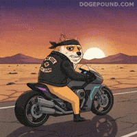 Serious Lets Go GIF by Doge Pound