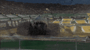 shark week GIF by Monster Jam